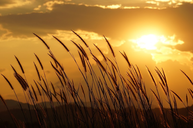 flowers flowers  / pink flowers