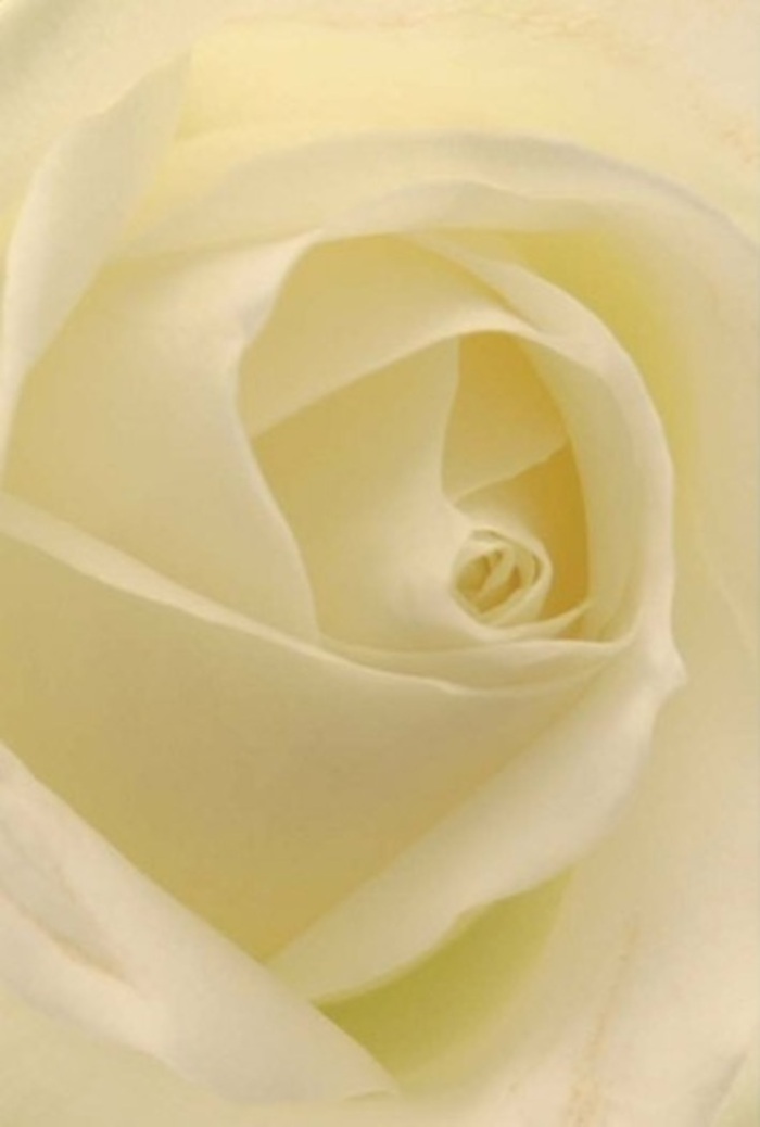 Viewed up close within the gentle ambiance of a St Mary Cray flower studio, this classic white rose reveals an intricate interplay of softness and layering. Shades of white and gentle cream mesh seamlessly beneath the diffused light, creating the illusion that each petal is illuminated from within-much like sunlight glancing off the waters of Priory Gardens Lake. The rose's spiral core stands near-perfect, a symbol of resilience and purity, while subtle gradations of shadow and tone along each fold invite lingering attention and contemplation. This evocative arrangement is a signature mark of St Mary Cray Florist, ideal for everything from romantic apologies to elegant wedding centrepieces and thoughtful gestures of sympathy. The almost translucent quality of the outer petals hints at nature's delicacy, underscored by the confident craftsmanship that shapes every nuanced curve and edge. The entire composition radiates a quiet, clean fragrance, akin to the freshness that follows a light rain across St Mary Cray's leafy avenues. In its elegant simplicity, this rose remains a perennial favourite among local residents for conveying deep emotion with poise and sincerity.